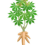 Découverte de Produits Africains - Le Manioc